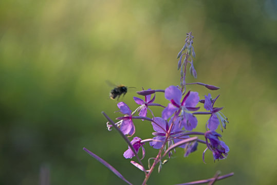 INSECTS - bumblebee over a willow-herb flower