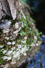 Moss, growing on a rock by the river 