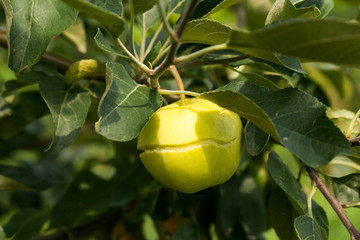 ripe cracked green Apple on an Apple branch