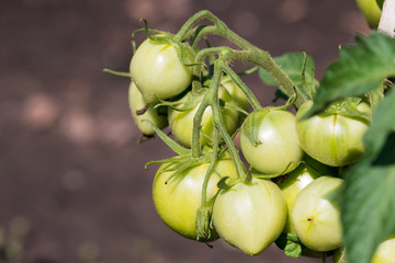 green tomatoes on a branch in the garden