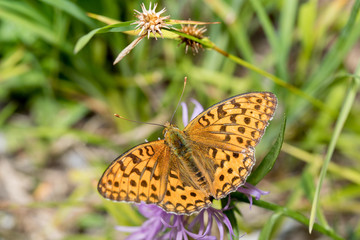 Perlmuttfalter auf Lila Blume
