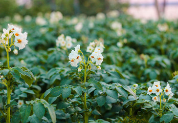 Flowering immature potatoes