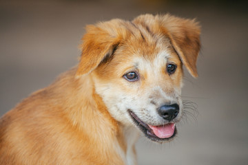 Light brown puppy with clumsily cute look