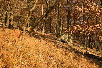 A forest lighted by the golden autumn sun