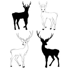 Deer drawing