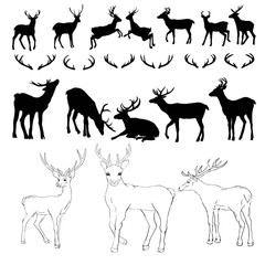 Deer drawing