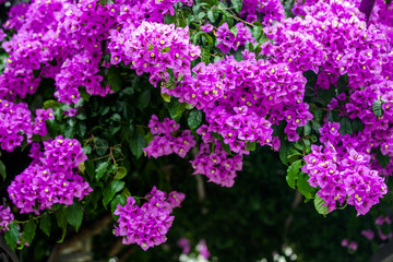 Bougainvillea blooms in the city park 
