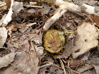 Erdkröte (Bufo bufo) auf dem Boden
