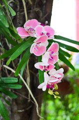 Beautiful pink and white orchid flowers on tree