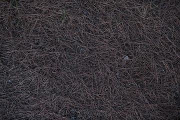 Dry Pine Needles on the Forest Ground