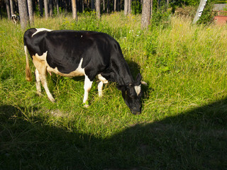 spotted cow eating grass