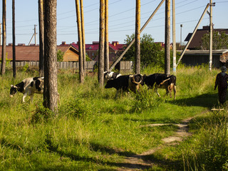 Obraz na płótnie Canvas spotted cows eating grass
