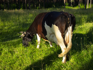 spotted cow eating grass