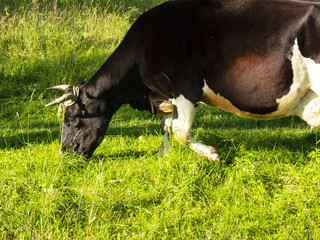 spotted cow eating grass
