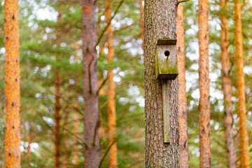 Old wooden starling-house on pine tree macro view