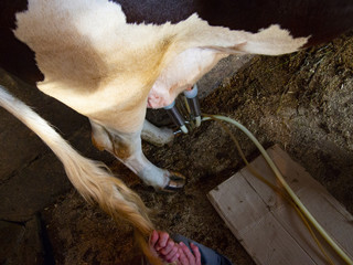 milking a cow with a milking machine