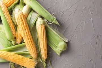 Fresh corn cobs on grey background