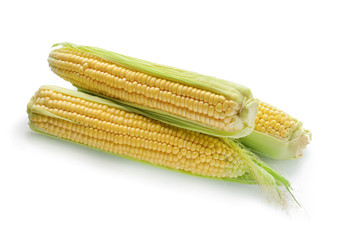 Fresh corn cobs on white background