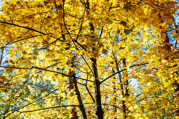 Autumn forest scenery with rays of warm light illumining the gold maple leaves
