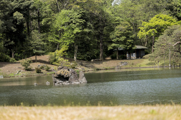 Naklejka premium Turtles on the stone islet Houraijima on the pond of Rikugien Park in Bunkyo district, north of Tokyo.