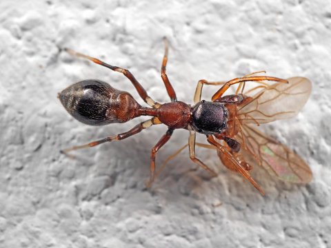 Macro Photo of Ant Mimic Jumping Spider Biting on Prey on White Floor
