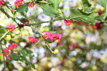 Obraz premium Der gewöhnliche Spindelstrauch (Euonymus europaeus)