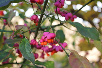Europäisches Spindelstrauch (Euonymus europaeus)