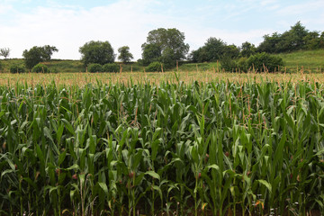 Fototapeta na wymiar Corn field on a sunny day