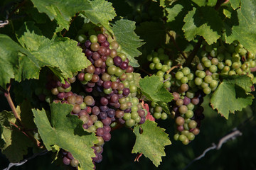 Grapes are ripening in the vineyard