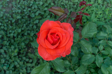Bud red rose close-up, flower bed
