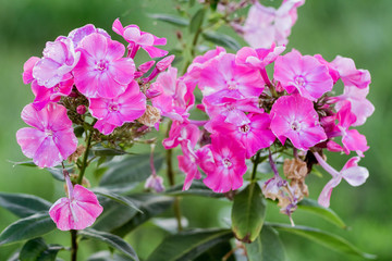 Fototapeta na wymiar Pink Phlox in the flower garden decorate the yard_