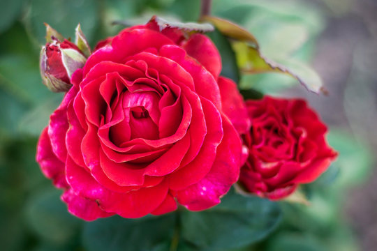 Red rose with buds in the garden close up_