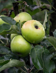 Apple tree apple-fruit crop of apples