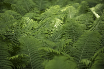 Fern fronds and leaves.