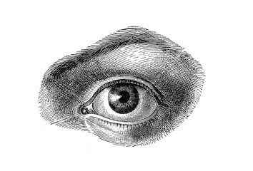 Anatomy - human eye detail, isolated on white - obrazy, fototapety, plakaty