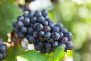 Reife Rotweintrauben an der Weinrebe