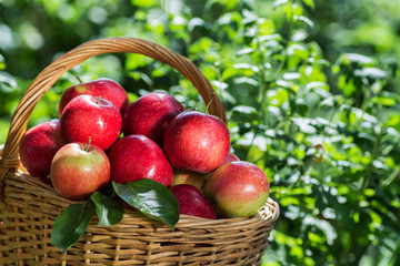A lot of red appetizing apples in a wicker basket