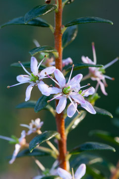 False buchu (Agathosma ovata) flower