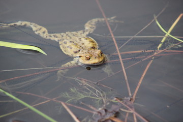Erdkröte mit Laich (Laichschnüre, Froschlaich) im Wasser