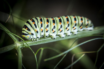 Caterpillar of Papilio Machaon, swallowtail caterpillar.