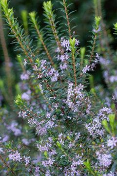 False buchu (Agathosma ovata) plant