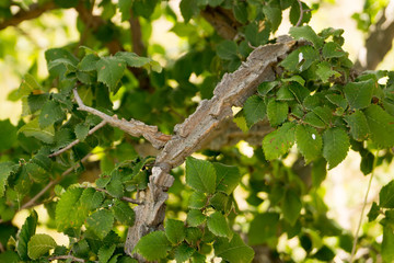 Tree with an unusual trunk