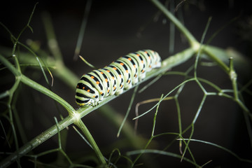 Caterpillar of Papilio Machaon, swallowtail caterpillar.