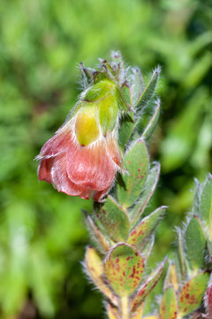 Marsh rose (Orothamnus zeyheri) flower