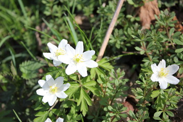 Weiße Blüten vom Buschwindröschen
