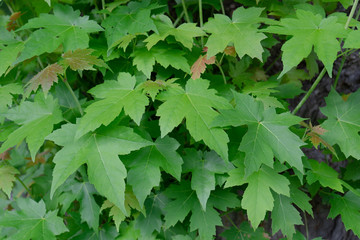 Fototapeta na wymiar Green leaf texture for background