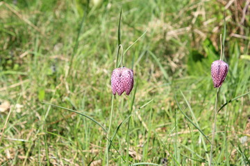 Blühende Schachblumen in einer Wiese