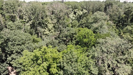 Park from a height. Forest.