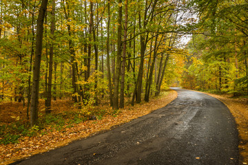 Naklejka premium Road leading through autumn foliage. Amazing colors, wet road, quiet. Forest is so colorful. Another beautiful season of the year. Wonderful scenery all around.
