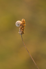 Beautiful macro shot of a small snail sitting on a grass. Warm summer evening light. 
